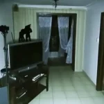 Things in My House Started Moving Around — I Installed a Security Camera and Was Shocked When I Saw the Footage