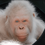 (VIDEO)Rare White Orangutan Sat Alone In A Rusty Cage, But Watch Her Beautiful Reaction When They Set Her Free