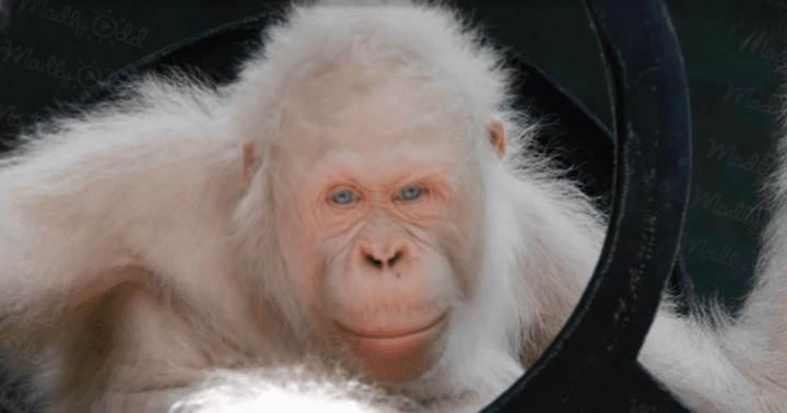 (VIDEO)Rare White Orangutan Sat Alone In A Rusty Cage, But Watch Her Beautiful Reaction When They Set Her Free