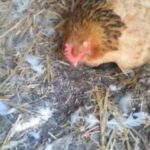 (VIDEO)Farmer thought his hen laid an egg. When he went to get it, he was totally stunned