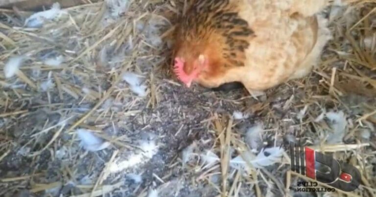 (VIDEO)Farmer thought his hen laid an egg. When he went to get it, he was totally stunned