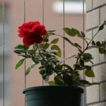 Dad Breaks Grieving Son’s Potted Rose with Late Mom’s Ashes Mixed into the Soil