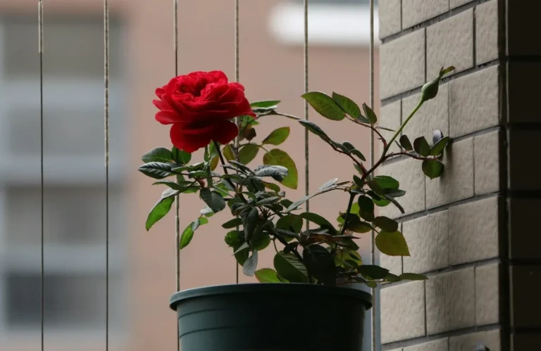 Dad Breaks Grieving Son’s Potted Rose with Late Mom’s Ashes Mixed into the Soil