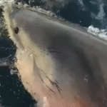 Important rule that could save you from shark attack after ‘biggest great white shark ever’ recorded resurfaces in US tourist hotspot