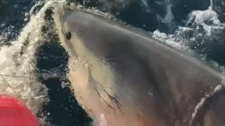Important rule that could save you from shark attack after ‘biggest great white shark ever’ recorded resurfaces in US tourist hotspot