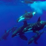 Scientists baffled after orcas are seen doing bizarre activity that was thought to only be done by humans