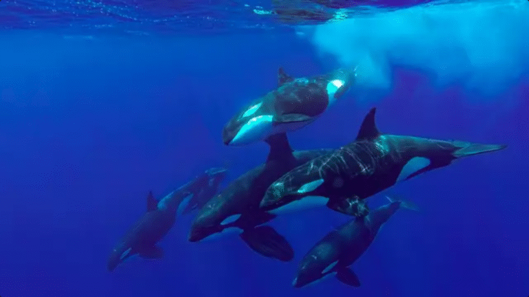 Scientists baffled after orcas are seen doing bizarre activity that was thought to only be done by humans