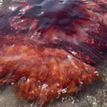 Officials issue warning as huge toxic jellyfish washes up at tourist hotspot