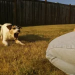 After I Lost My Memory, a Stranger Claimed to Be My Fiancé, but I Didn’t Suspect Anything Until My Dog’s Odd Reaction Made Me Doubt Him – Story of the Day