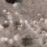 Over 100 piles of human remains found in Nevada desert as federal investigation launched