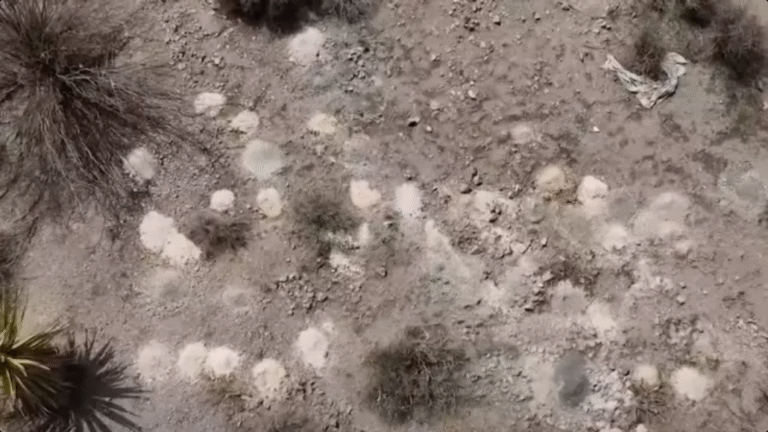 Over 100 piles of human remains found in Nevada desert as federal investigation launched
