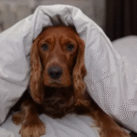 Grim reason you should think twice before letting your dog sleep in your bed