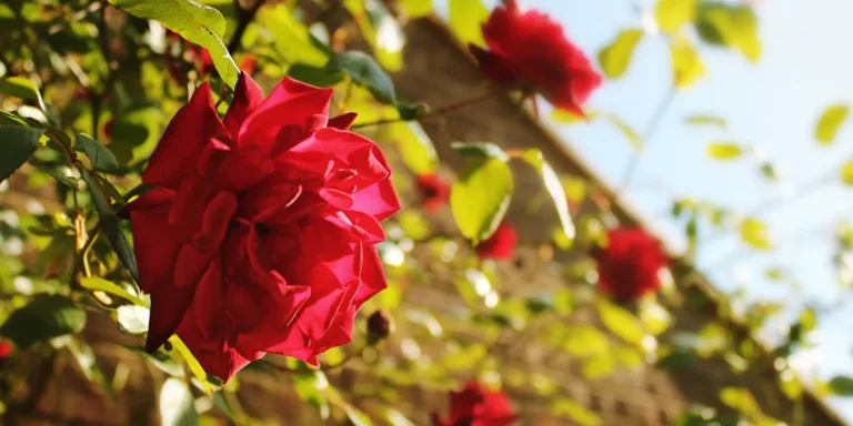 Grandma Asked Me to Move Her Favorite Rosebush One Year After Her Death – I Never Expected to Find What She’d Hidden Beneath It
