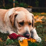 I Found a Dog in My Garden – After Calling the Number on His Tag, I Turned Down $150,000 but Found Happiness