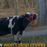 (VIDEO)Dairy Cow Keeps Crying Even After Rescued. Farmer Finds Out The Heartbreaking Truth And Act Immediately