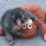 Heartbreaking story behind Punch the baby monkey that has left everyone in tears