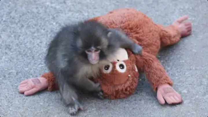 Heartbreaking story behind Punch the baby monkey that has left everyone in tears