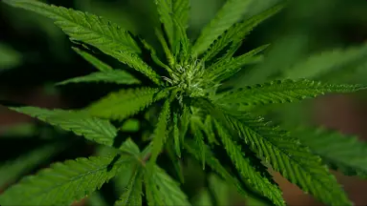 Research claims compounds found in cannabis could reverse disease that affects one-third of adults