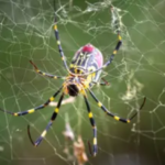 Experts warn of giant spiders the size of a human hand that are spreading across US