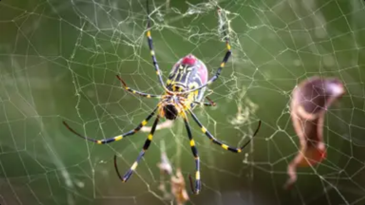 Experts warn of giant spiders the size of a human hand that are spreading across US