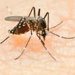 Scientists reveal grim reason some people get bitten by mosquitos more than others