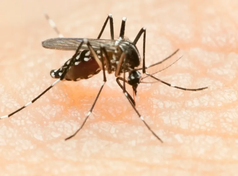 Scientists reveal grim reason some people get bitten by mosquitos more than others