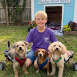 My 12-Year-Old Son Built Wheelchairs for 3 Stray Dogs – Our Neighbor Smashed Their Shelter, but 24 Hours Later, Someone Showed up at Her Door
