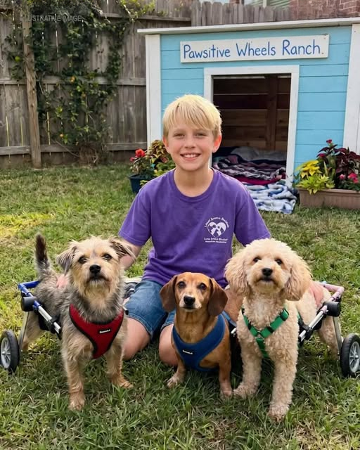 My 12-Year-Old Son Built Wheelchairs for 3 Stray Dogs – Our Neighbor Smashed Their Shelter, but 24 Hours Later, Someone Showed up at Her Door