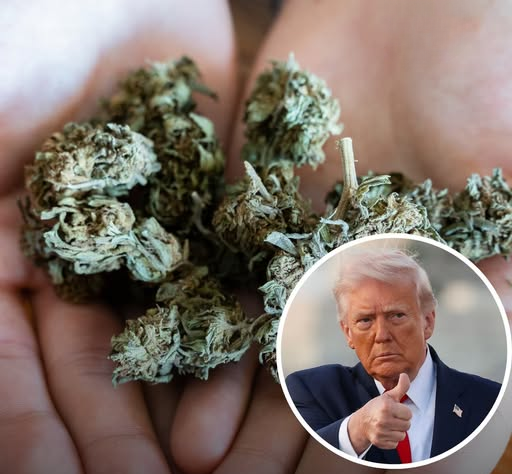 What changes now Trump has reclassified marijuana