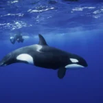 (VIDEO)Chilling recording of orcas mimicking human speech leaves listeners terrified