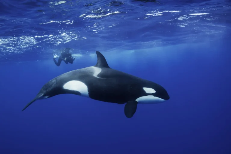 (VIDEO)Chilling recording of orcas mimicking human speech leaves listeners terrified