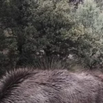 You Have A High IQ If You Can Spot The Mountain Lion in This Photo