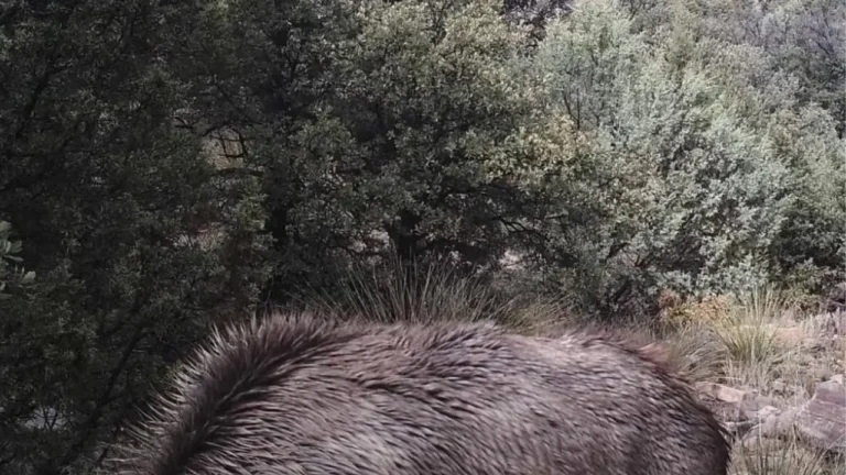 You Have A High IQ If You Can Spot The Mountain Lion in This Photo