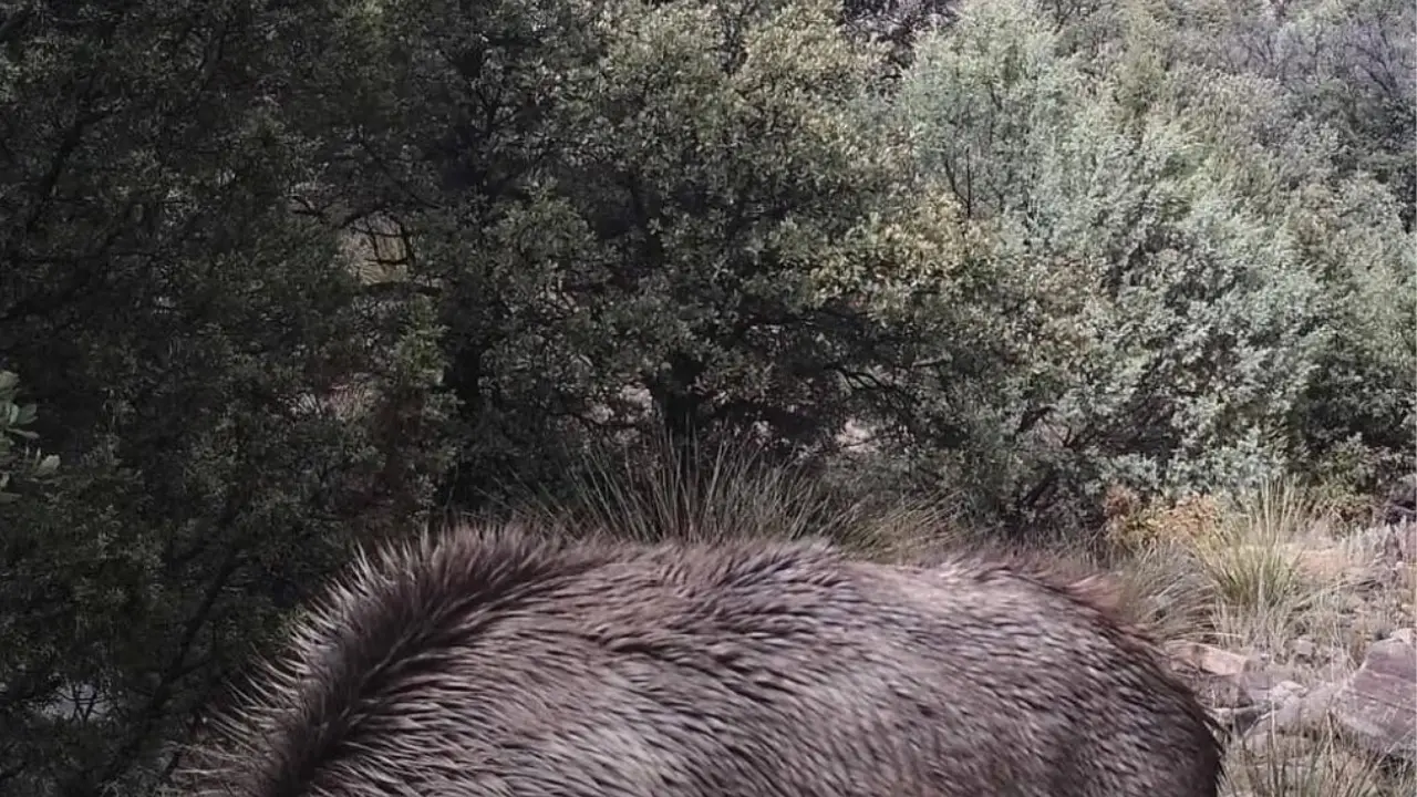 You Have A High IQ If You Can Spot The Mountain Lion in This Photo