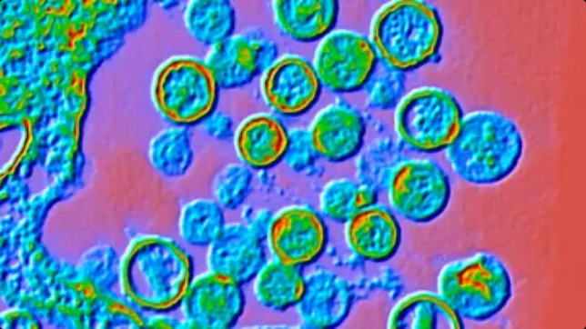Officials share next steps for hantavirus outbreak as cases rise