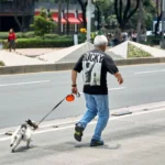 A Man Was Kicked Out of a Store for Holding His Elderly Blind Dachshund – But Minutes Later, the Store Owner Ran After Him and Asked, ‘How Long, Exactly, Have You Had This Dog?’